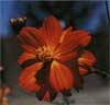 wf_cosmos_sulphur.jpg
